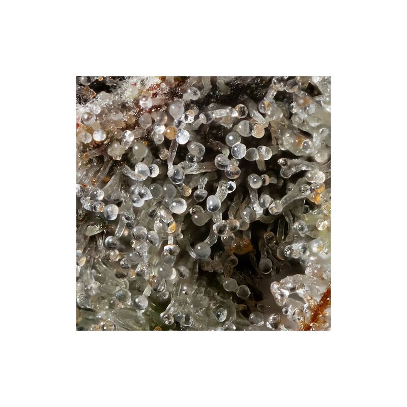 Gelato 33, Фасовка: 5, изображение 3